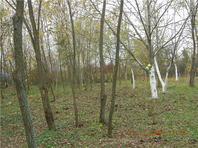 arčilend